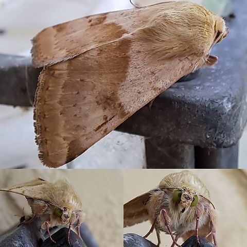 Those green eyes  Helicoverpa,Helicoverpa zea,Noctuidae,Owlet moths,corn Earworm