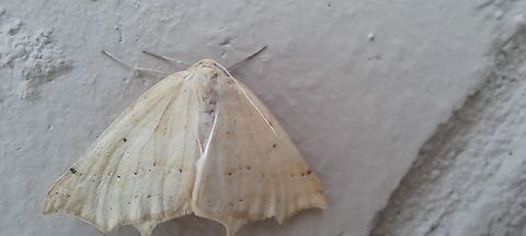 Sabulodes aegrotata  Geometridae,Geotagged,Lepidoptera,Omnivorous Looper,Sabulodes,Sabulodes aegrotata,Summer,United States,omnivorous looper