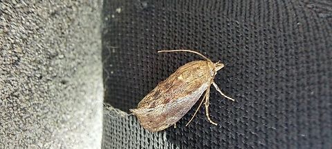 Greater wax  Moth  Galleria,Galleria mellonella,Geotagged,Greater Wax Moth,Lepidoptera,Pyralidae,Summer,United States