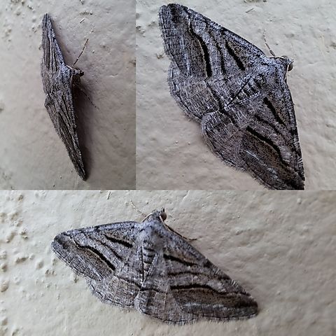 Digrammia continuata  Curved-lined Angle,Digrammia continuata,Geometridae,Geotagged,Lepidoptera,United States,curve-lined angle moth