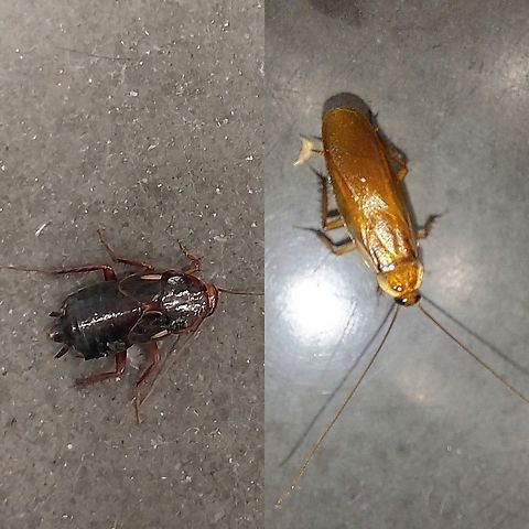 Female and male Turkestan Cockroach  Blatta lateralis,Blattidae,Blattodea,Geotagged,Shelfordella,Shelfordella lateralis,Turkestan cockroach,United States,female,male,turkestan cockroach