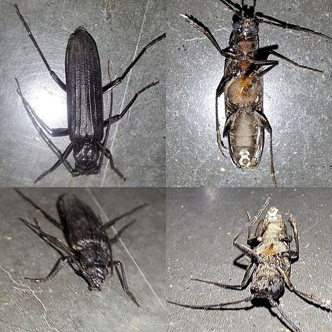 New House Borer  Arhopalus,Arhopalus productus,Cerambycidae,Coleoptera,Cucujiformia,Geotagged,United States,beetle,long horned beetle,male,new house borer,summer