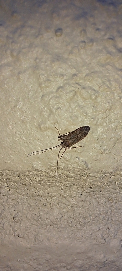 false chinch bug  Geotagged,Hemiptera,Heteroptera,Lygaeidae,Nysius,Nysius raphanus,Summer,United States,false chinch bug