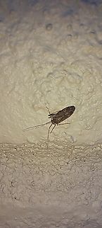 false chinch bug  Geotagged,Hemiptera,Heteroptera,Lygaeidae,Nysius,Nysius raphanus,Summer,United States,false chinch bug