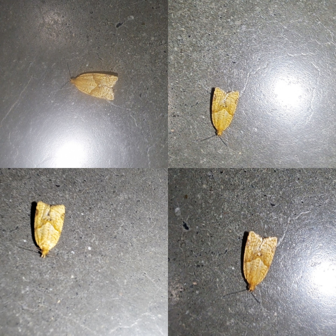 Orange Tortrix Faded looking fo to lighting.  Possibly age. Argyrotaenia,Argyrotaenia franciscana,Geotagged,Lepidoptera,Orange Tortrix,Tortricidae,United States,male