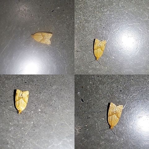 Orange Tortrix Faded looking fo to lighting.  Possibly age. Argyrotaenia,Argyrotaenia franciscana,Geotagged,Lepidoptera,Orange Tortrix,Tortricidae,United States,male