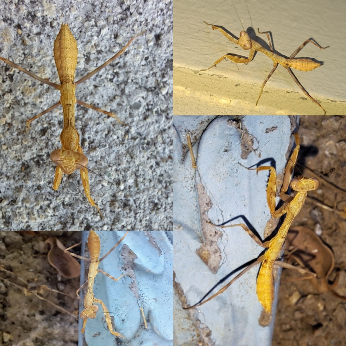 california mantis nymph  California mantis,Eukaryota,Geotagged,Mantidae,Mantodea,Preying Mantis,Stagmomantis,Stagmomantis californica,United States,california mantis,female,nymph