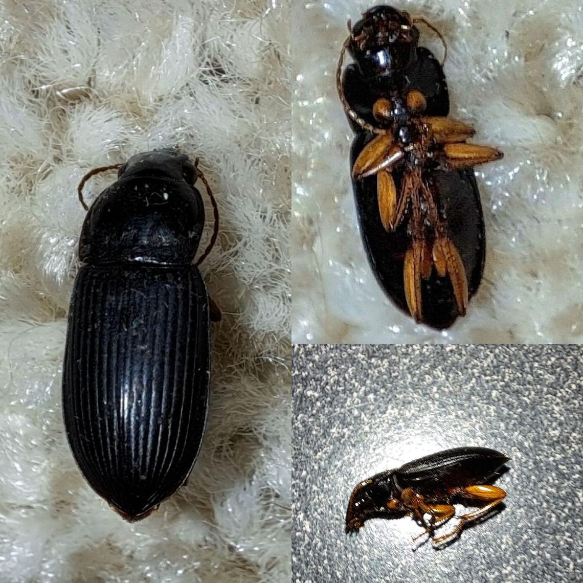 Strawberry Seed Beetle  Carabidae,Coleoptera,Geotagged,Harpalus,Harpalus rufipes,Strawberry Seed Beetle,United States