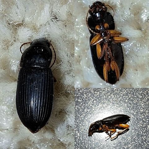 Strawberry Seed Beetle  Carabidae,Coleoptera,Geotagged,Harpalus,Harpalus rufipes,Strawberry Seed Beetle,United States