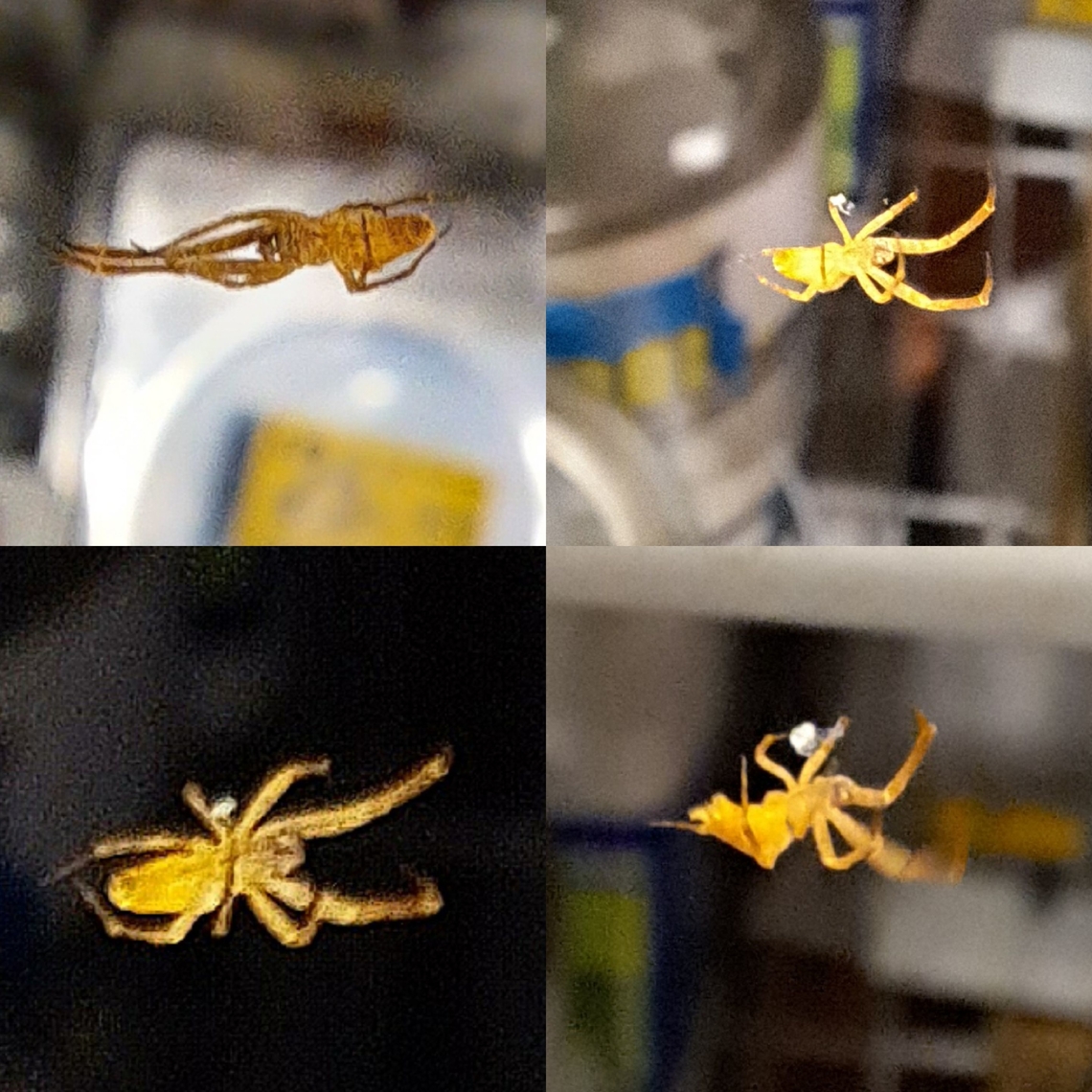 diverse feather-legged spider  Geotagged,Uloboridae,Uloborus,Uloborus diversus,United States,diverse feather-legged spider