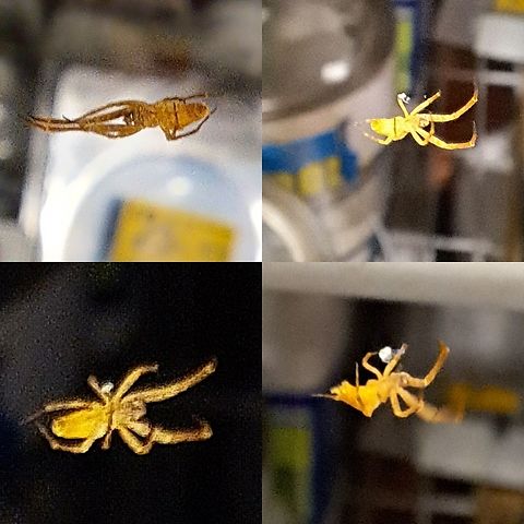 diverse feather-legged spider  Geotagged,Uloboridae,Uloborus,Uloborus diversus,United States,diverse feather-legged spider