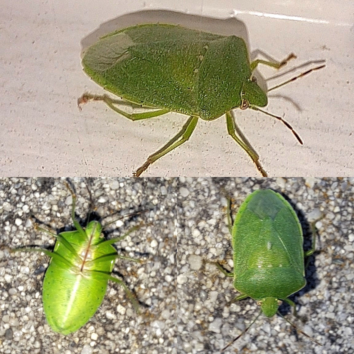 southern green stink bug  Geotagged,Hemiptera,Nezara,Nezara viridula,Pentatomidae,Southern Green Stink Bug,United States,plant bug,southern green stink bug,stink bug