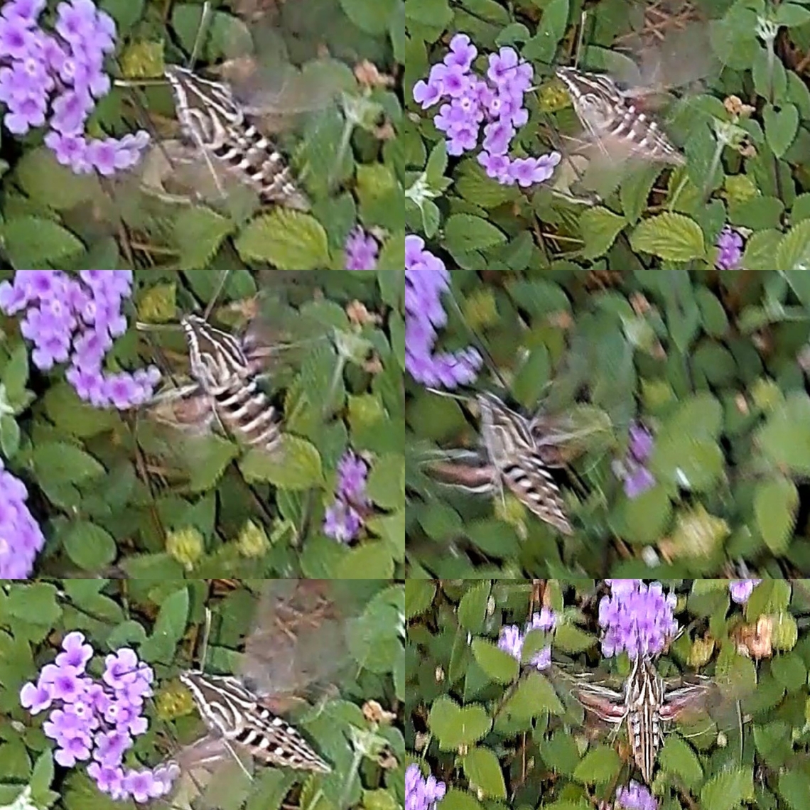 Trailing lantana with white-Lined Sphinx My husband thought it was a hummingbird. He spotted it while we were walking home. Angiosperms,Asterids,Eudicots,Geotagged,Hyles,Hyles lineata,Lamiales,Lantana montevidensis,Lepidoptera,Sphingidae,Tracheophytes,Trailing lantana,United States,Verbenaceae,White-lined sphinx,white-Lined Sphinx