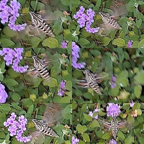 Trailing lantana with white-Lined Sphinx My husband thought it was a hummingbird. He spotted it while we were walking home. Angiosperms,Asterids,Eudicots,Geotagged,Hyles,Hyles lineata,Lamiales,Lantana montevidensis,Lepidoptera,Sphingidae,Tracheophytes,Trailing lantana,United States,Verbenaceae,White-lined sphinx,white-Lined Sphinx