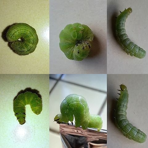 Common Looper I have been examining pictures of cabbage looper. This one has front black legs and a black stripe on the eye edges. I do not see that on the photos.  It's mature?? Autographa precationis,Common Looper Moth,Geotagged,Noctuidaei,United States