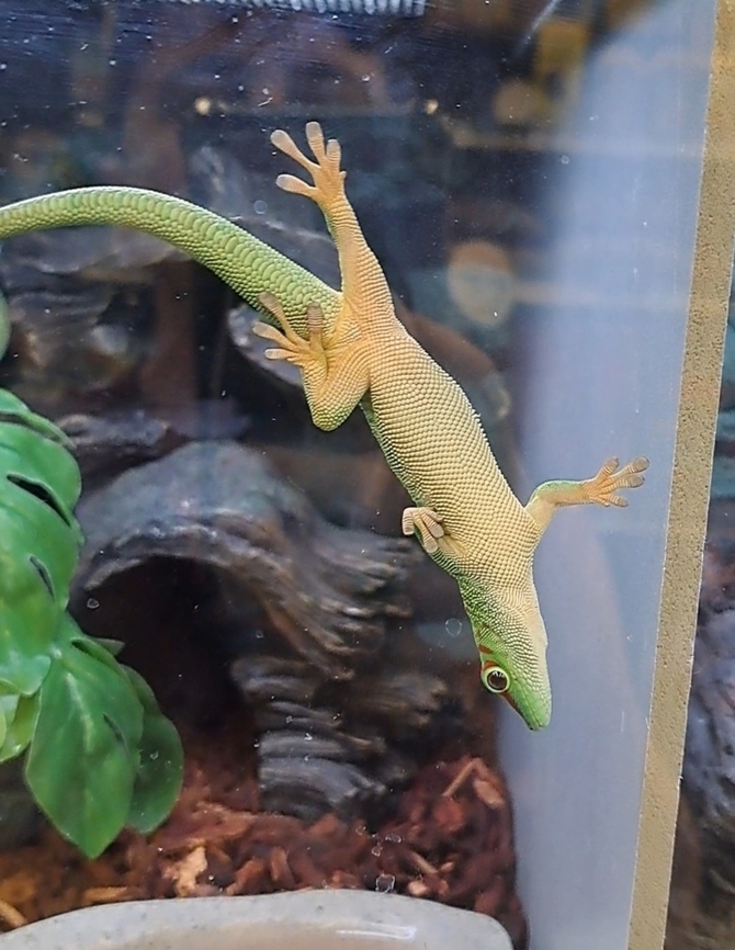 Koch's giant day gecko Found at the pet store. Not in its natural habitat. Underside.  Gekkonidae,Geotagged,Koch's Giant Day Gecko,Koch's giant day gecko,Phelsuma,Phelsuma kochi,Phelsuma madagascariensis kochi,Reptilia,Squamata,Summer,United States
