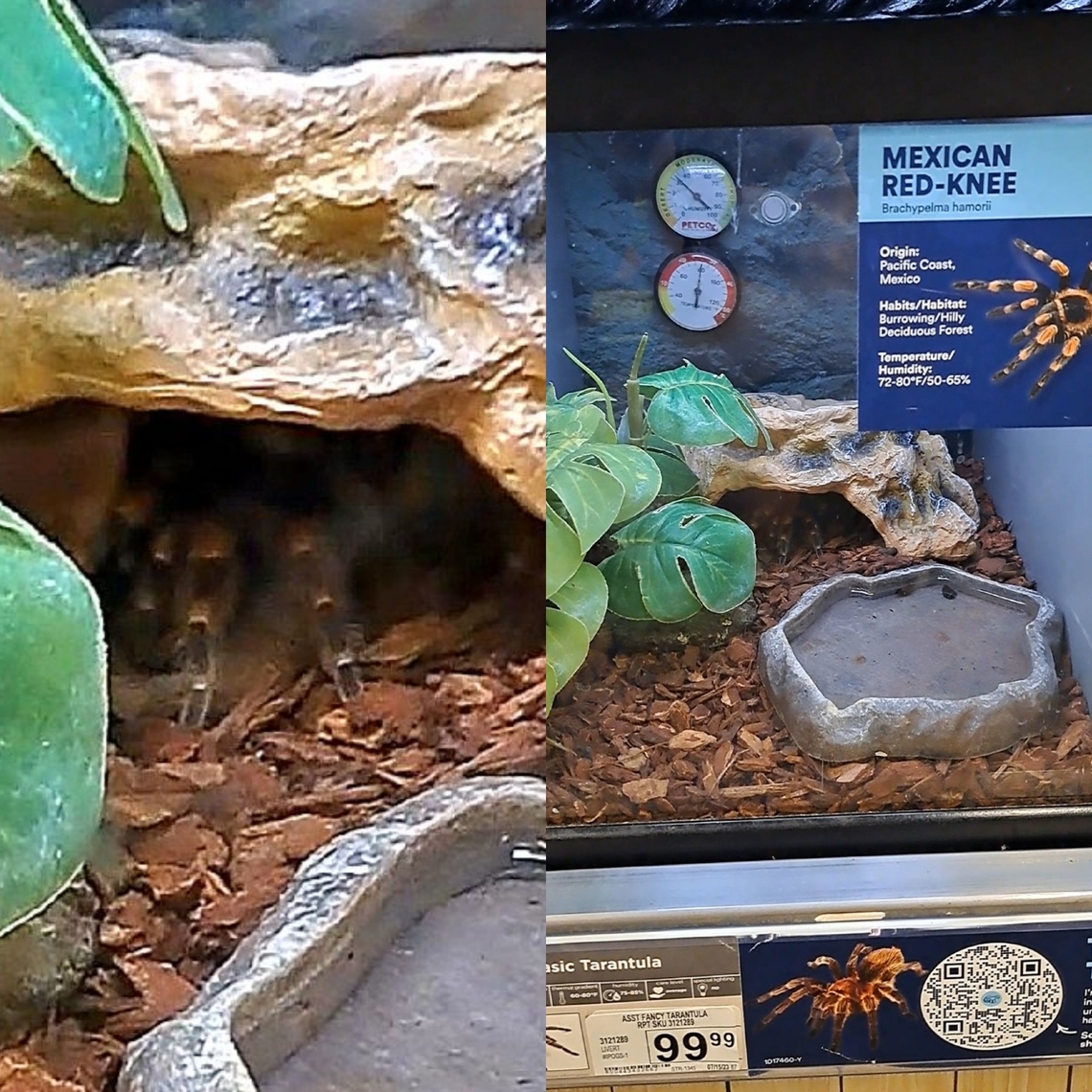 Brachypelma hamorii There are two species called the red knee. This species, it&#039;s a misnomer. Brachypelma smithi is the Mexican redknee tarantula. Found in a pet store. Hiding.  Arachnida,Araneae,Brachypelma,Brachypelma hamorii,Geotagged,Mygalomorphae,Theraphosidae,United States