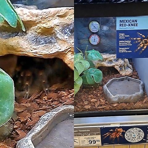 Brachypelma hamorii There are two species called the red knee. This species, it's a misnomer. Brachypelma smithi is the Mexican redknee tarantula. Found in a pet store. Hiding.  Arachnida,Araneae,Brachypelma,Brachypelma hamorii,Geotagged,Mygalomorphae,Theraphosidae,United States