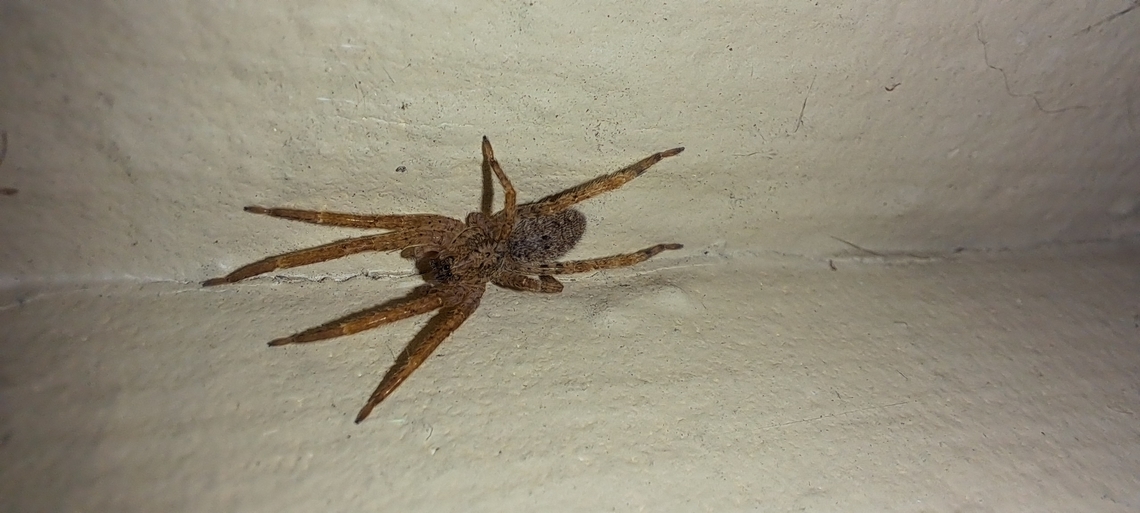 Mediterranean Spiny False Wolf Spider Cat tried to kill it. Arachnida,Araneae,Geotagged,Mediterranean Spiny False Wolf Spider,Summer,United States,Zoropsidae,Zoropsis,Zoropsis Spinimana,Zoropsis spinimana,male