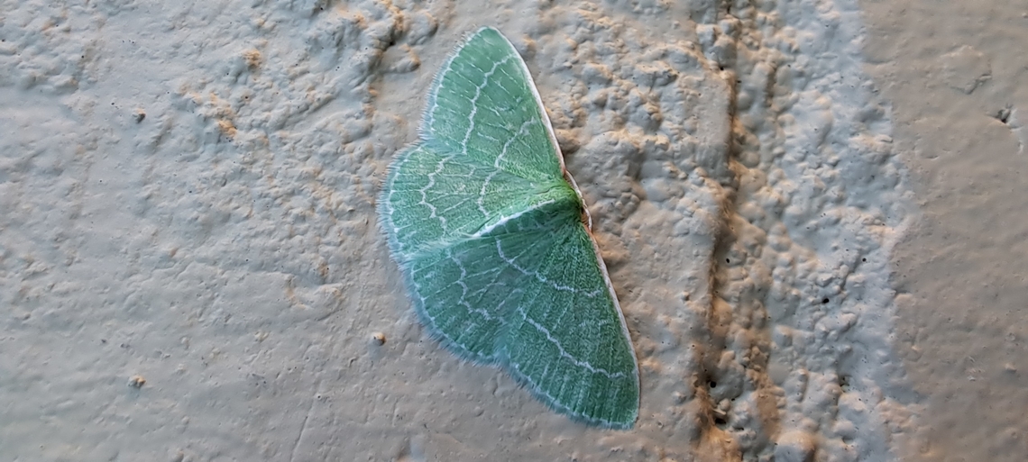 Synchlora aerata  Geometridae,Geotagged,Lepidoptera,Loopers,Summer,Synchlora aerata,United States,Wavy-lined Emerald Moth,Wavy-lined emerald moth