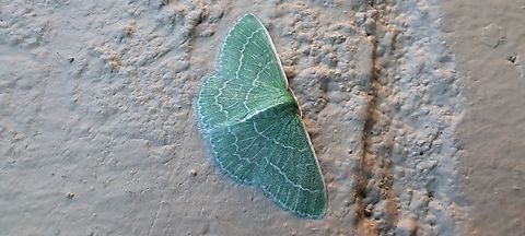 Synchlora aerata  Geometridae,Geotagged,Lepidoptera,Loopers,Summer,Synchlora aerata,United States,Wavy-lined Emerald Moth,Wavy-lined emerald moth