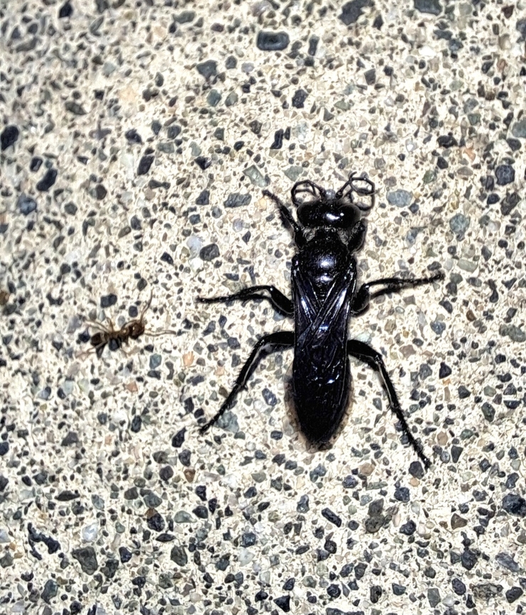 great black wasp  Geotagged,Great Black Wasp,Hymenoptera,Sphecidae,Sphex,Sphex pensylvanicus,Summer,United States