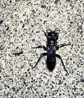 great black wasp  Geotagged,Great Black Wasp,Hymenoptera,Sphecidae,Sphex,Sphex pensylvanicus,Summer,United States