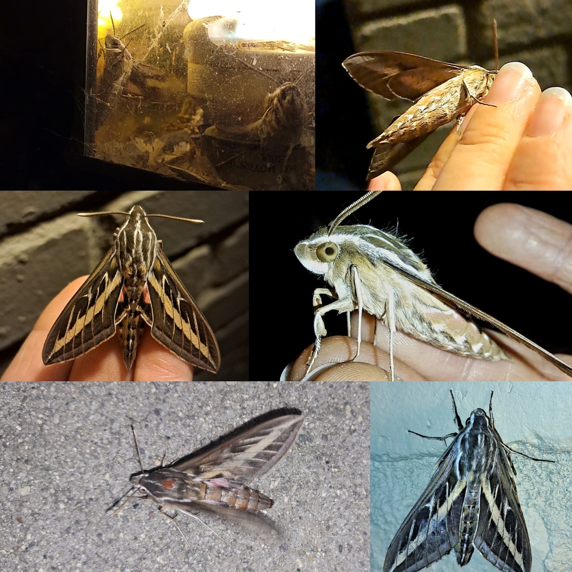 Head towards the light Took me a while to rescue them. Two were caught in there. There was a third attached to a web. They wanted to go back in. I'm assuming it's the rain from earlier this year why I've been seeing so many insects.  Geotagged,Hyles,Hyles lineata,Lepidoptera,Sphingidae,United States,White-lined sphinx,white-Lined Sphinx