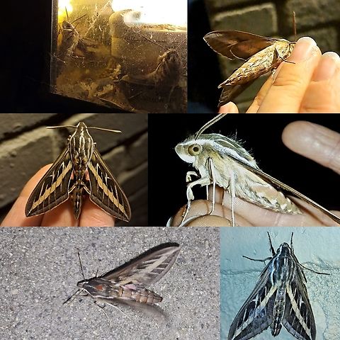Head towards the light Took me a while to rescue them. Two were caught in there. There was a third attached to a web. They wanted to go back in. I'm assuming it's the rain from earlier this year why I've been seeing so many insects.  Geotagged,Hyles,Hyles lineata,Lepidoptera,Sphingidae,United States,White-lined sphinx,white-Lined Sphinx