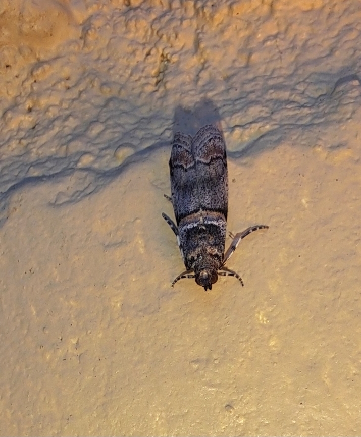 destructive prune worm  Acrobasis,Acrobasis tricolorella,Geotagged,Lepidoptera,Pyralidae,Summer,United States,destructive prune worm