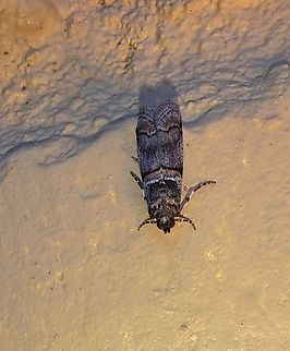 destructive prune worm  Acrobasis,Acrobasis tricolorella,Geotagged,Lepidoptera,Pyralidae,Summer,United States,destructive prune worm