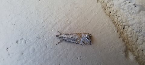 belted grass-veneer moth  Belted Grass-Veneer,Crambidae,Euchromius ocellea,Geotagged,Lepidoptera,Summer,United States,belted grass-veneer moth,necklace veneer moth