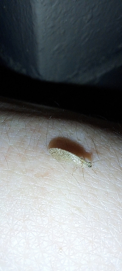 Brown lacewing  Geotagged,Hemerobiidae,Neuroptera,Summer,United States,brown lacewing,micromus posticus