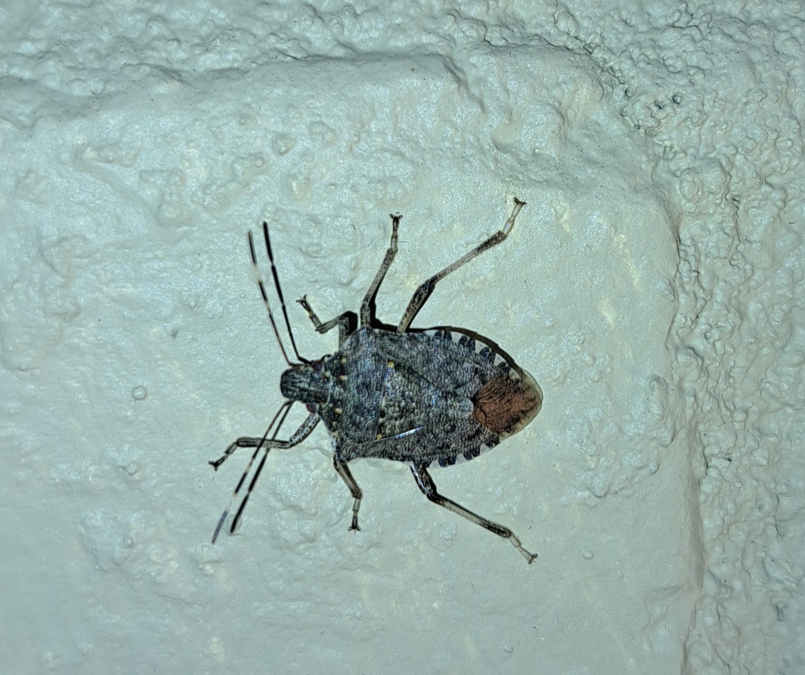 My porch light attracted bugs  Brown marmorated stink bug,Geotagged,Halyomorpha,Halyomorpha halys,Hemiptera,Pentatomidae,Summer,United States