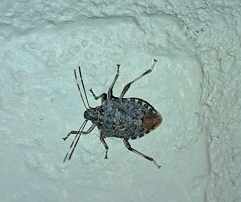 My porch light attracted bugs  Brown marmorated stink bug,Geotagged,Halyomorpha,Halyomorpha halys,Hemiptera,Pentatomidae,Summer,United States