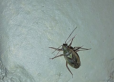 Western tarnished plant bug Pest on strawberries. Only a parastic wasp,Peristenus relictus,can control the population.  Geotagged,Hemiptera,Lygus hesperus,Miridae,Summer,United States,Western tarnished plant bug