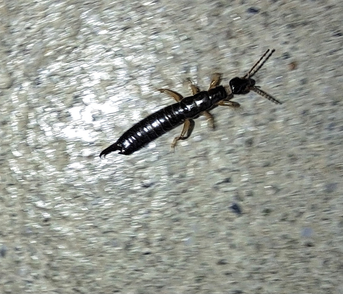 ring-legged earwig  Anisolabididae,Dermaptera,Euborellia,Euborellia annulipes,Geotagged,Ringlegged earwig,Summer,United States,ring-legged earwig