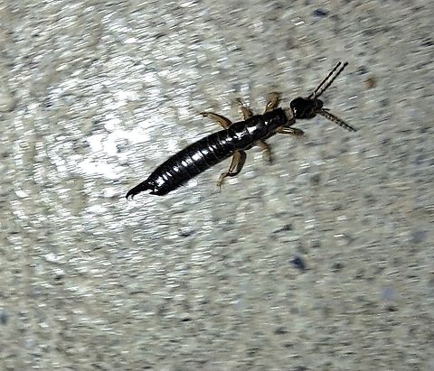 ring-legged earwig  Anisolabididae,Dermaptera,Euborellia,Euborellia annulipes,Geotagged,Ringlegged earwig,Summer,United States,ring-legged earwig