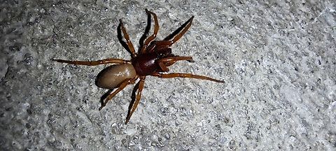 Woodlouse spider  Araneae,Araneomorphae,Chelicerata,Dysdera,Dysdera crocata,Dysderidae,Geotagged,Summer,United States,Woodlouse spider