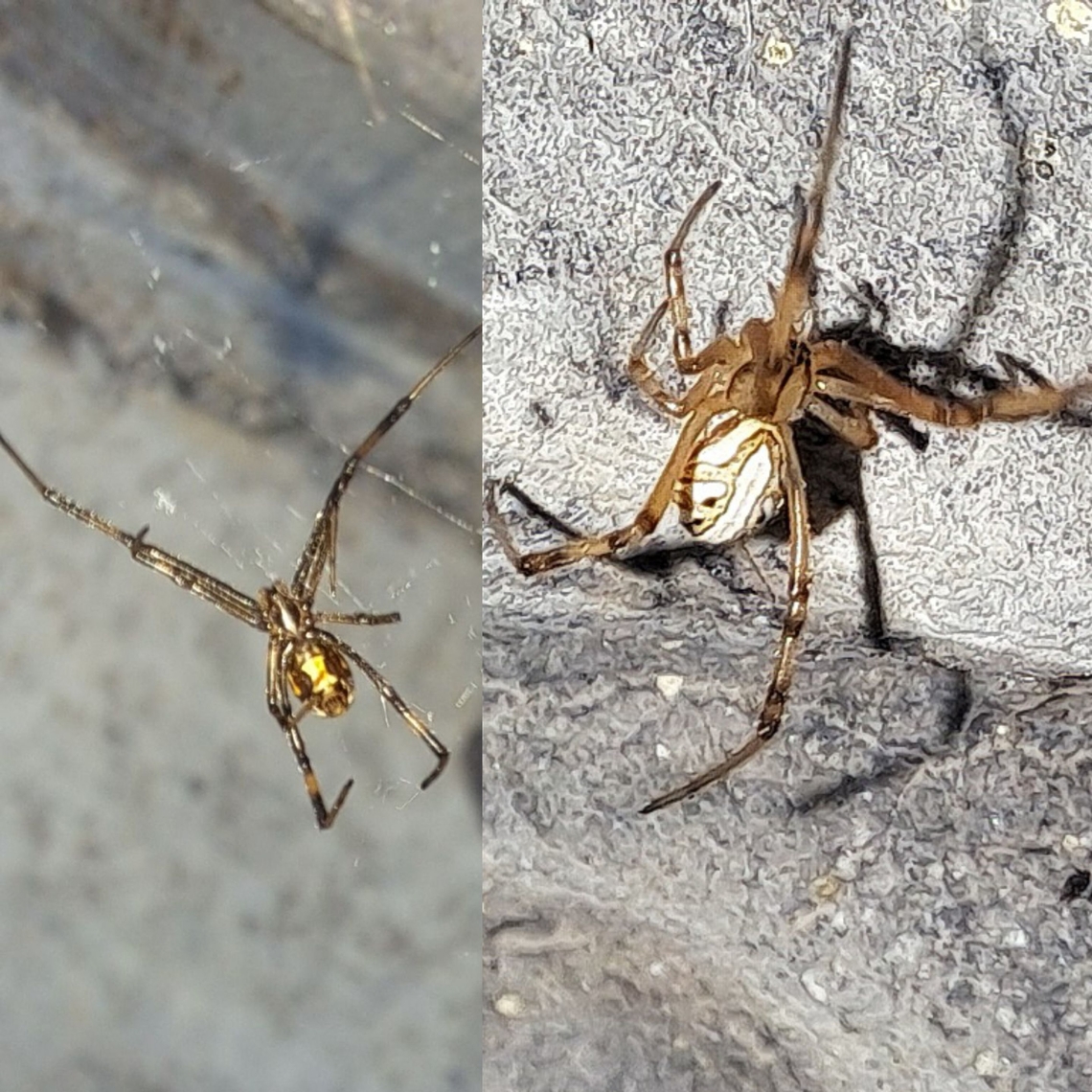 Brown widow spider male  Araneomorphae,Brown Widow,Brown widow,Chelicerata,Geotagged,Latrodectus,Latrodectus geometricus,Theridiidae,United States,male