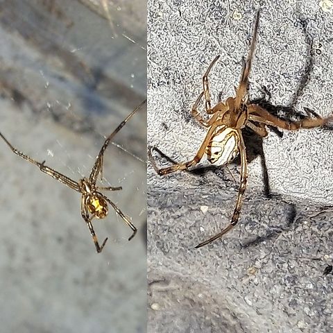 Brown widow spider male  Araneomorphae,Brown Widow,Brown widow,Chelicerata,Geotagged,Latrodectus,Latrodectus geometricus,Theridiidae,United States,male