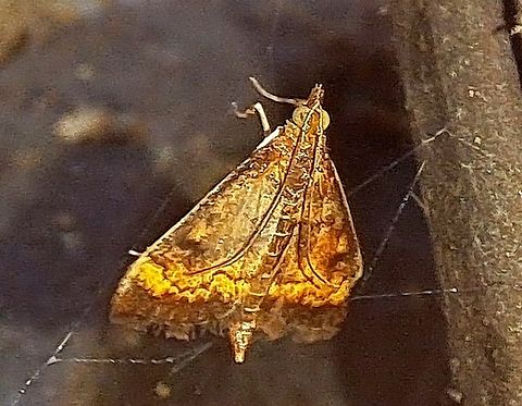 Pyrausta californicalis  California Pyrausta Moth,Crambidae,Geotagged,Pyrausta,Pyrausta californicalis,Summer,United States