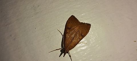 genista broom moth  Geotagged,Lepidoptera,Summer,United States,Uresiphita,Uresiphita reversalis,genista broom moth