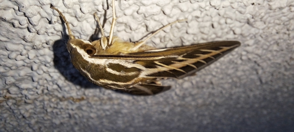 Saw two at Safeway  Geotagged,Hyles,Hyles lineata,Lepidoptera,Sphingidae,Summer,United States,White-lined sphinx