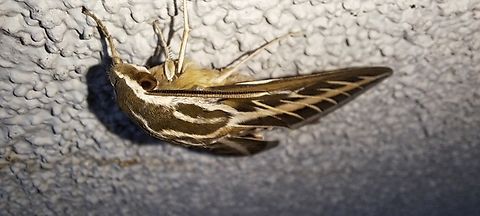 Saw two at Safeway  Geotagged,Hyles,Hyles lineata,Lepidoptera,Sphingidae,Summer,United States,White-lined sphinx