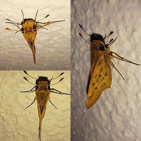 Fiery skipper  Fiery Skipper,Fiery skipper,Geotagged,Hesperiidae,Hylephila,Hylephila phyleus,Lepidoptera,United States