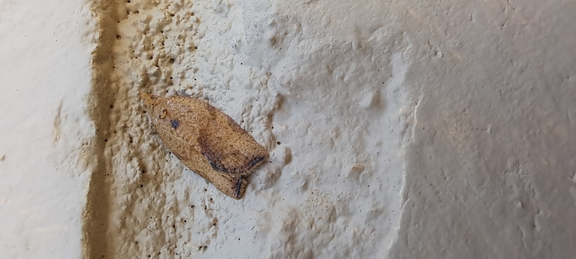 Female moth  Clepsis virescana,Epiphyas,Epiphyas postvittana,Female,Geotagged,Greenish Apple Moth,Lepidoptera,Light brown apple moth,Summer,Tortricidae,United States