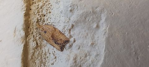 Female moth  Clepsis virescana,Epiphyas,Epiphyas postvittana,Female,Geotagged,Greenish Apple Moth,Lepidoptera,Light brown apple moth,Summer,Tortricidae,United States