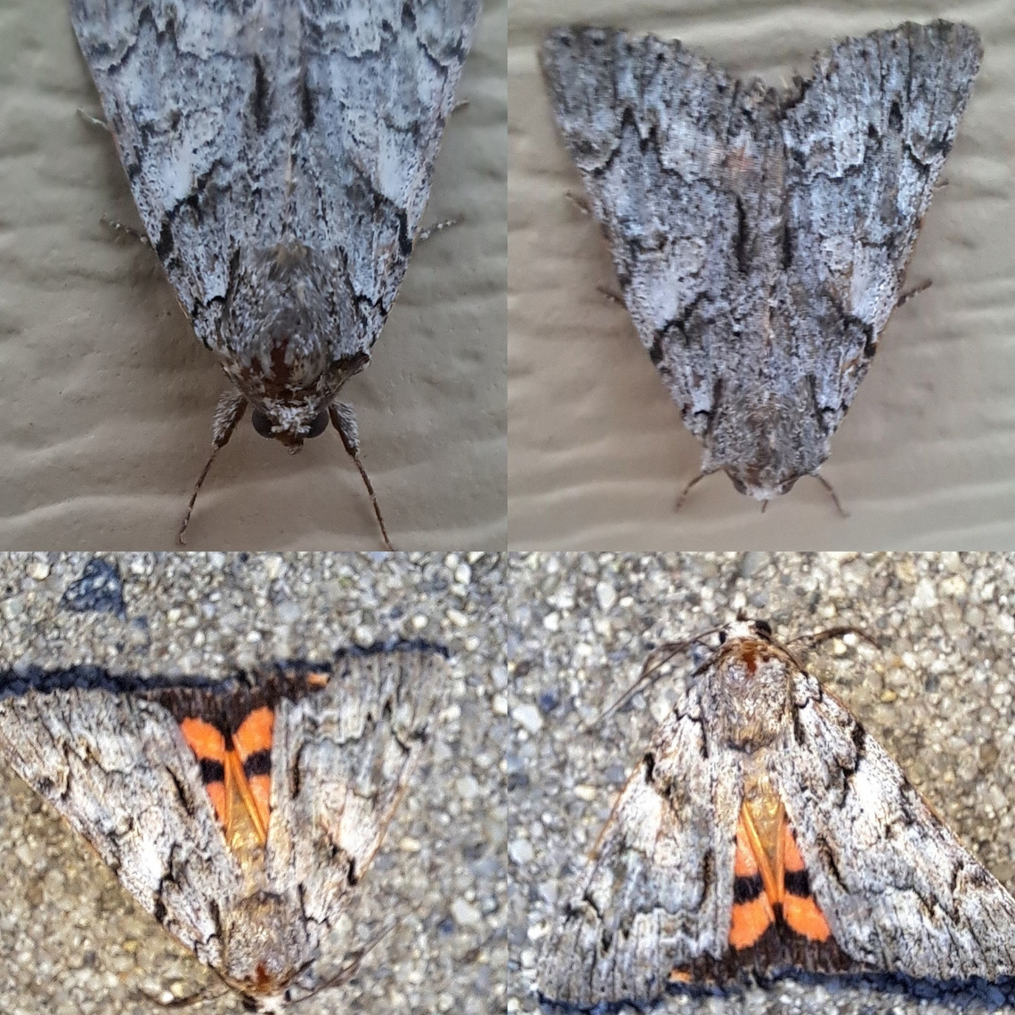 ilia underwing Seen subspecies for Zoe for California and Arazona. Catocala,Catocala ilia,Geotagged,Ilia Underwing,Lepidoptera,Noctuidae,United States,ilia underwing