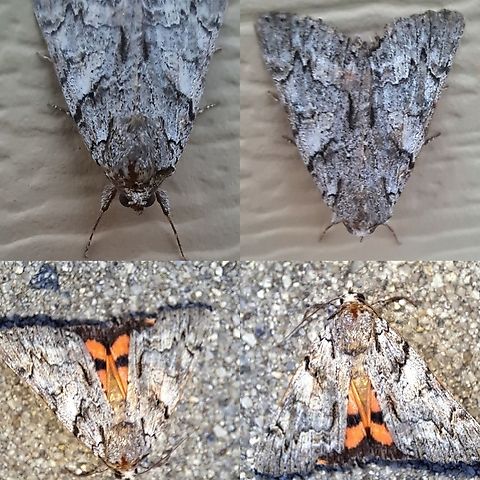 ilia underwing Seen subspecies for Zoe for California and Arazona. Catocala,Catocala ilia,Geotagged,Ilia Underwing,Lepidoptera,Noctuidae,United States,ilia underwing